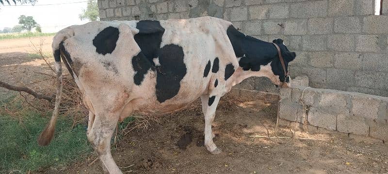 fresion cow for sale in TALAGANG 3