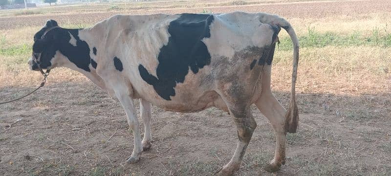 fresion cow for sale in TALAGANG 4