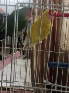 Love Birds breeding pair for sale