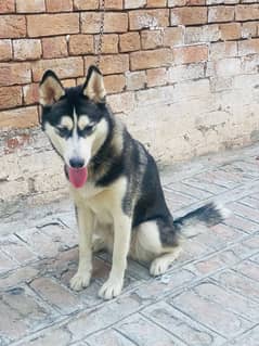 Siberian husky full train dogs