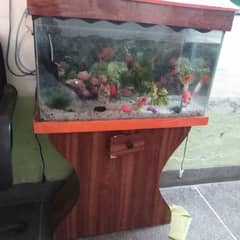 fish aqurium