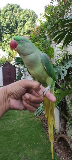 very healthy raa parrot patha 0