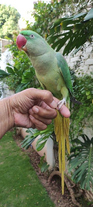 very healthy raa parrot patha 1