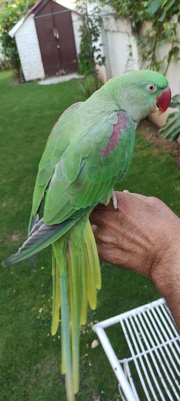 very healthy raa parrot patha 4