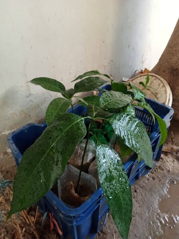 Mango plants and Jambo size Jaman 1