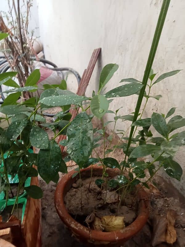 Mango plants and Jambo size Jaman 2