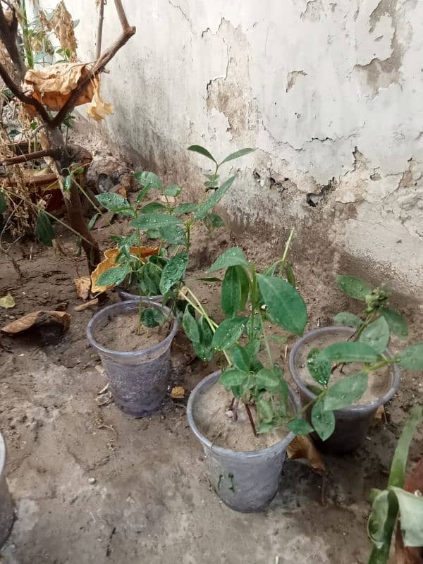 Mango plants and Jambo size Jaman 3