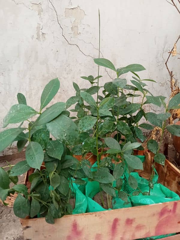 Mango plants and Jambo size Jaman 4