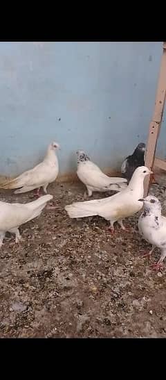 high flayer pigeon 0312/1090/940