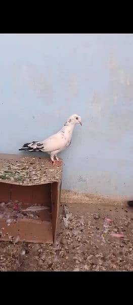 high flayer pigeon 0312/1090/940 4