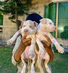 American pitbull puppies available for sale