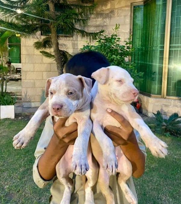 American pitbull puppies available for sale 1