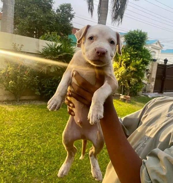 American pitbull puppies available for sale 2