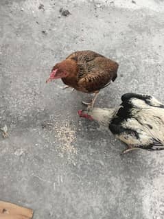 Hens for sale