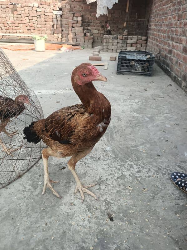 Hens for sale 2