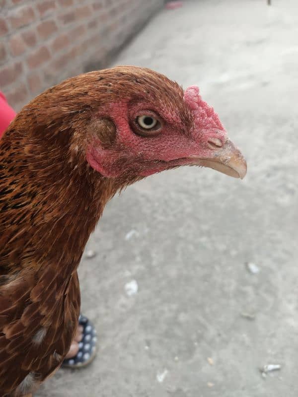 Hens for sale 6