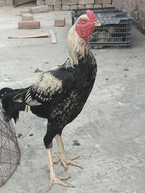 Hens for sale 8