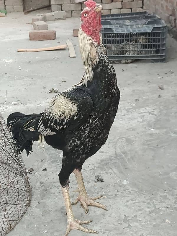 Hens for sale 9