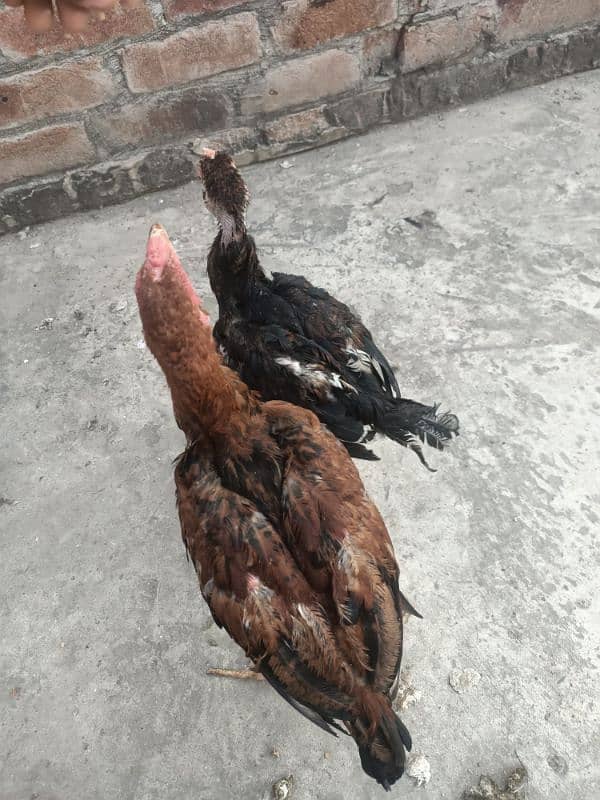 Hens for sale 19