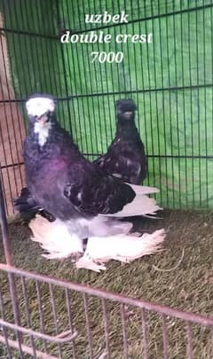 fancy pigeons 0