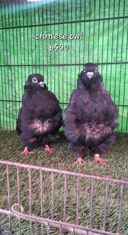 fancy pigeons 1