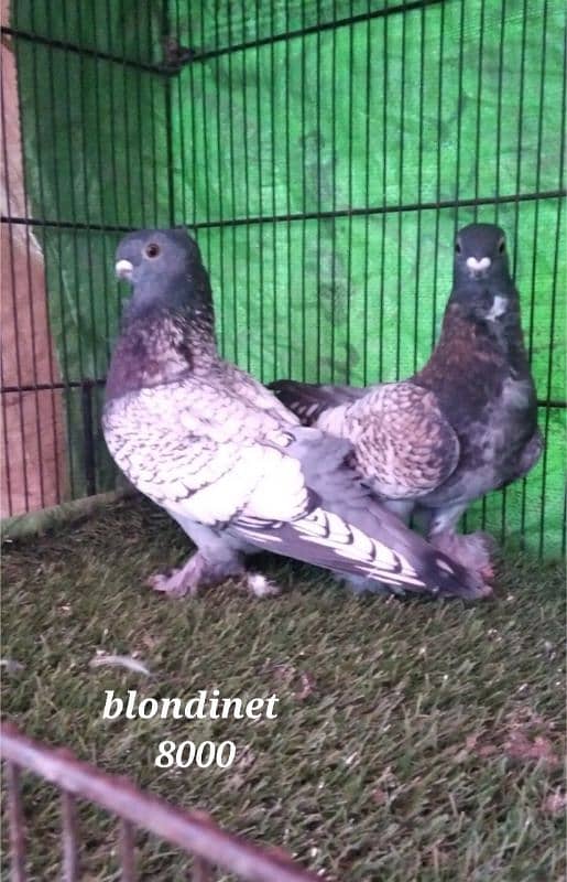 fancy pigeons 3