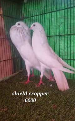 fancy pigeons