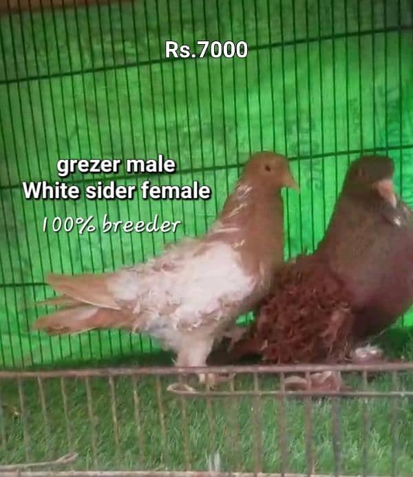 fancy pigeons 11