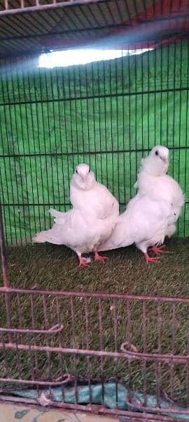 fancy pigeons 12