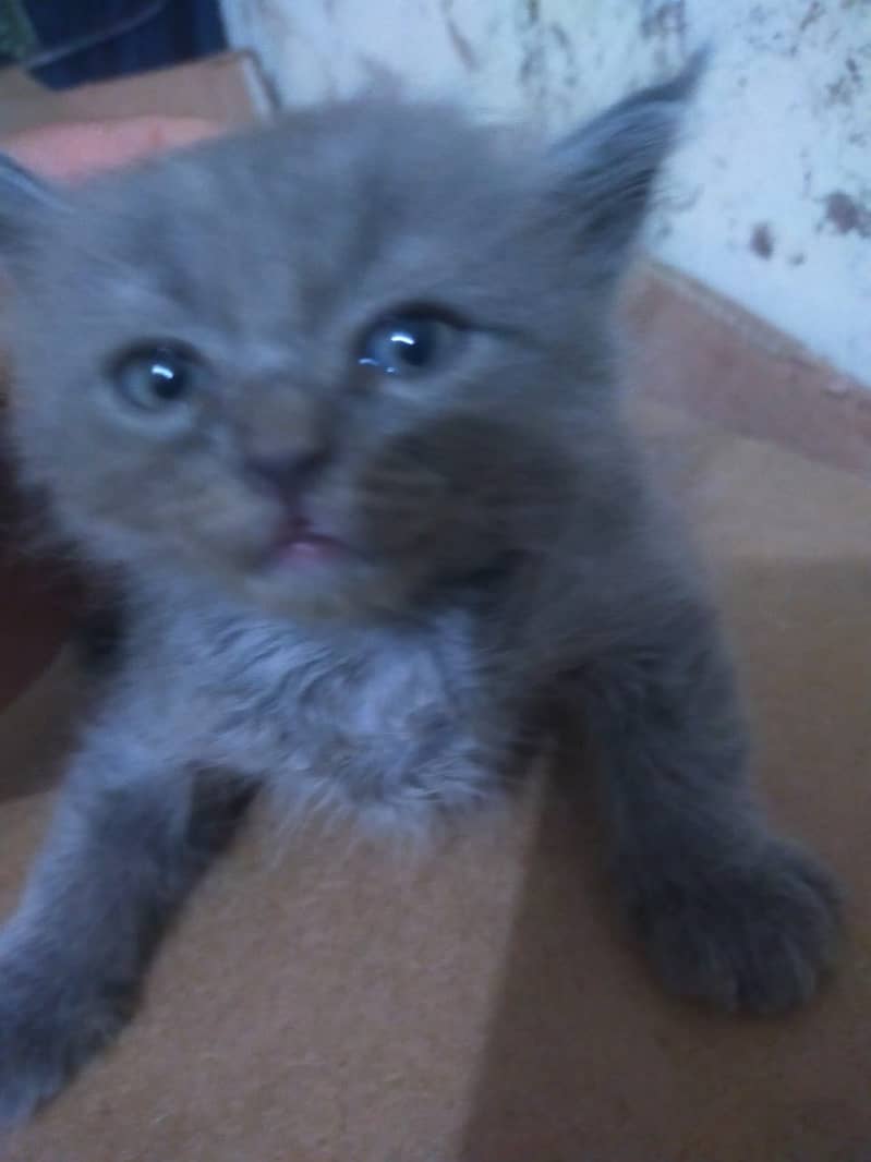 Persian Kittens /triple coat / Mother & 4 kittens Avalible only 20000 4