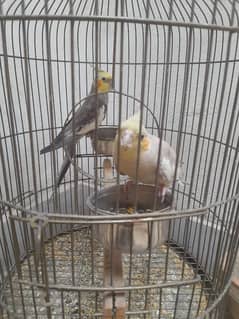 Cockatiel Parrots | Pair | Home Breed