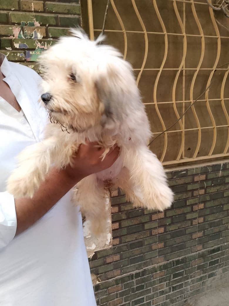 shihtzu female puppy for sale 2