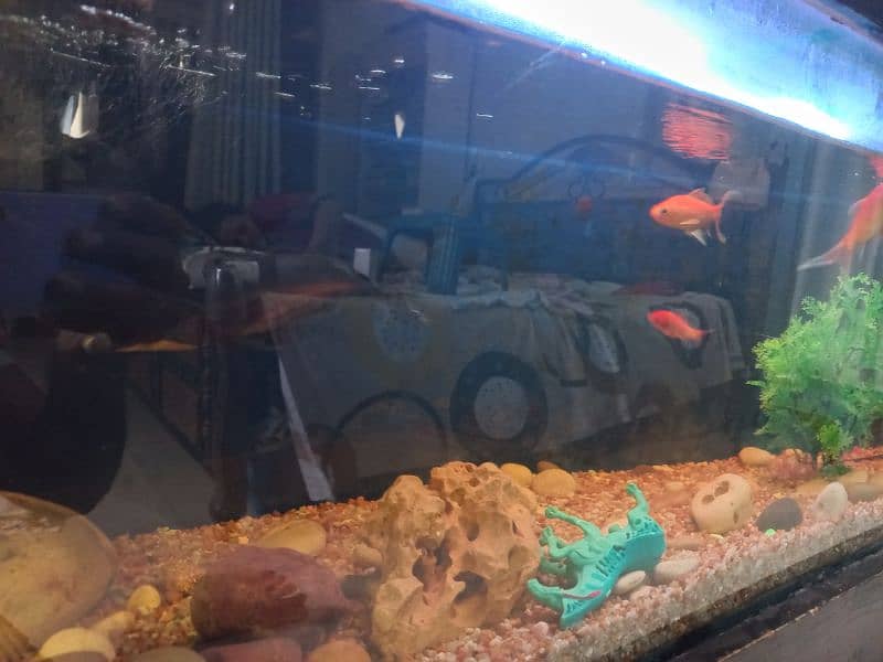 Big Fish Aquarium with Fishes and accessories 5