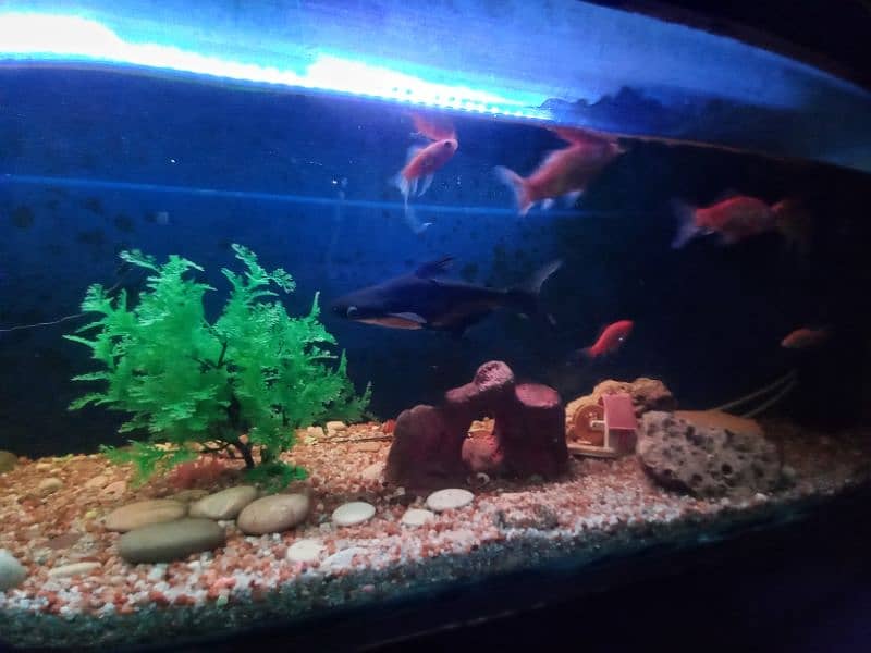 Big Fish Aquarium with Fishes and accessories 7