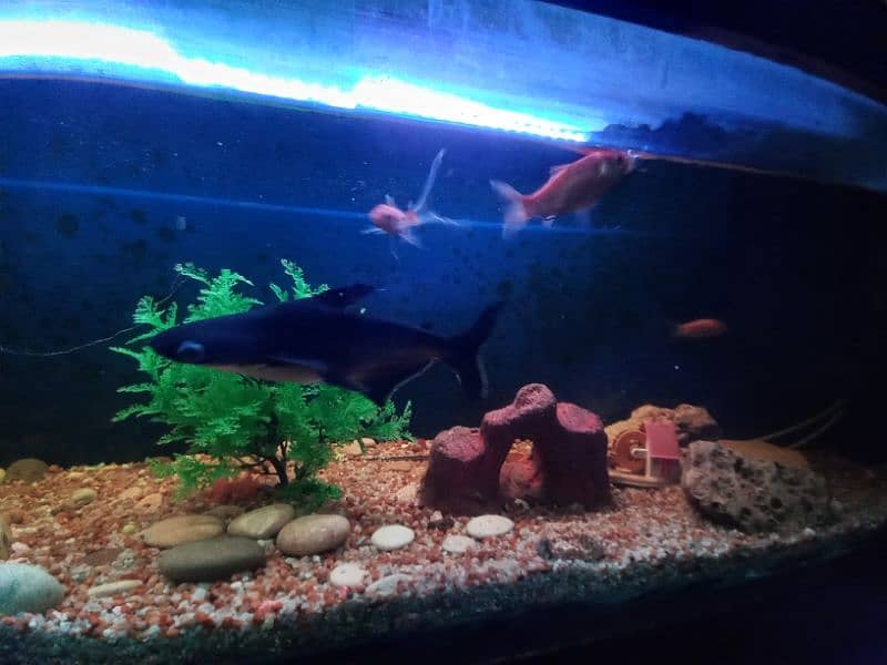 Big Fish Aquarium with Fishes and accessories 10