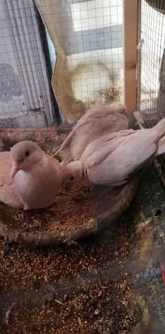 Dove Pair Adults