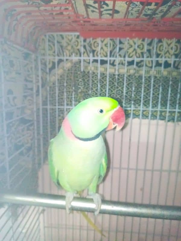 Raw parrot 2