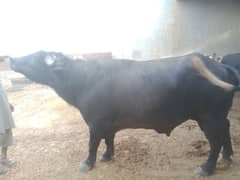 Heavy Weight Desi Buffalo 