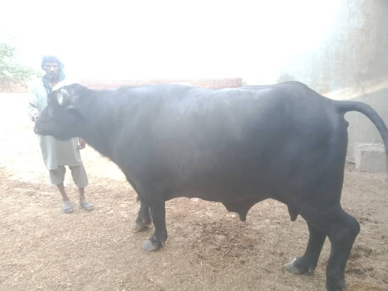 Heavy Weight Desi Buffalo  1