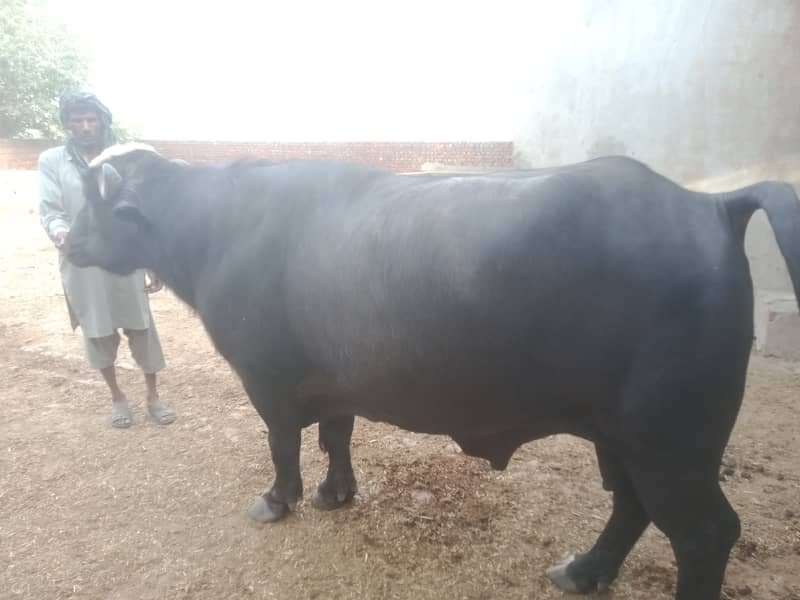 Heavy Weight Desi Buffalo  2