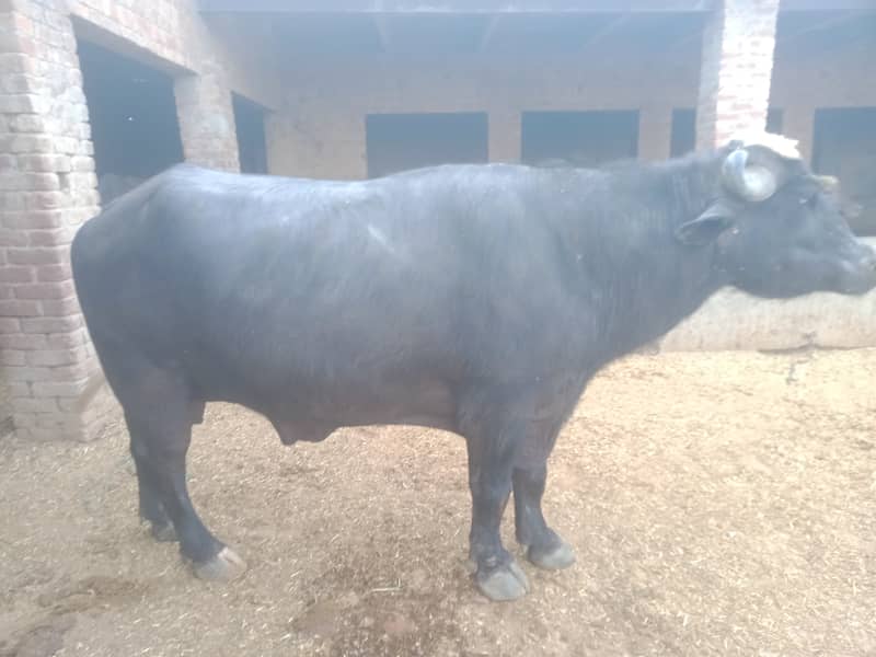 Heavy Weight Desi Buffalo  4