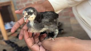 Australorp 21 Days age Chicks