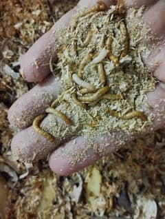 Mealworms