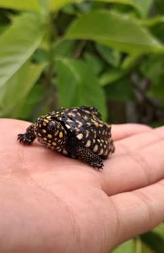 BLACK POND TURTLE