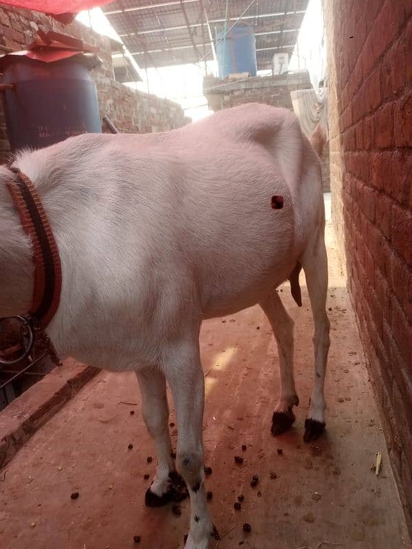 bakri Teddi nasal 1