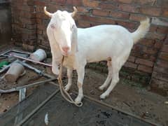 RajanPuri Goat