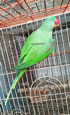 Pahari Raw Female Parrot Adult Breeding Alexander Alexandrian