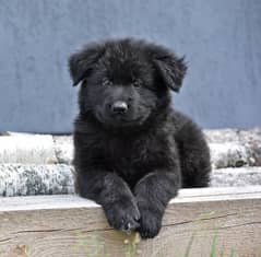 Black German shepherd puppies for sale