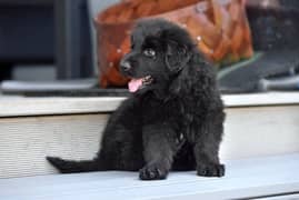 pedigree long coated black German shepherd puppies for sale