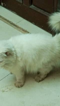 Persian Cat Male For Sale Fully Tamed And Friendly